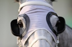 Horse with blinders
