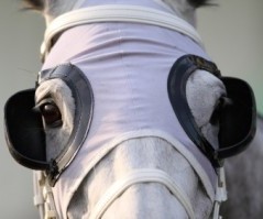 Horse with blinders